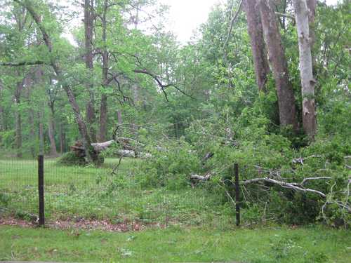 Downed Tree