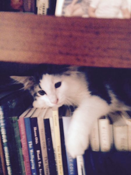 scliterary-cat