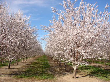 mhalmond orchard